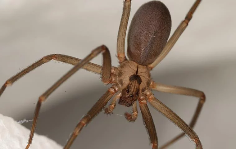 How Dangerous Is A Brown Recluse Spider Bite?