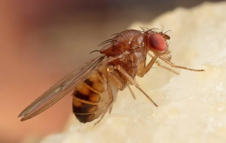 Why Your Home is Infested With Fruit Flies