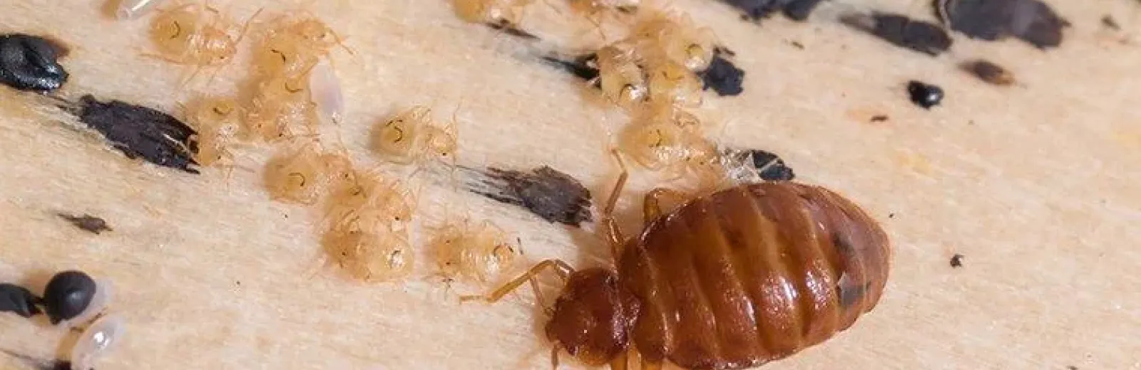 bed bug and larvae