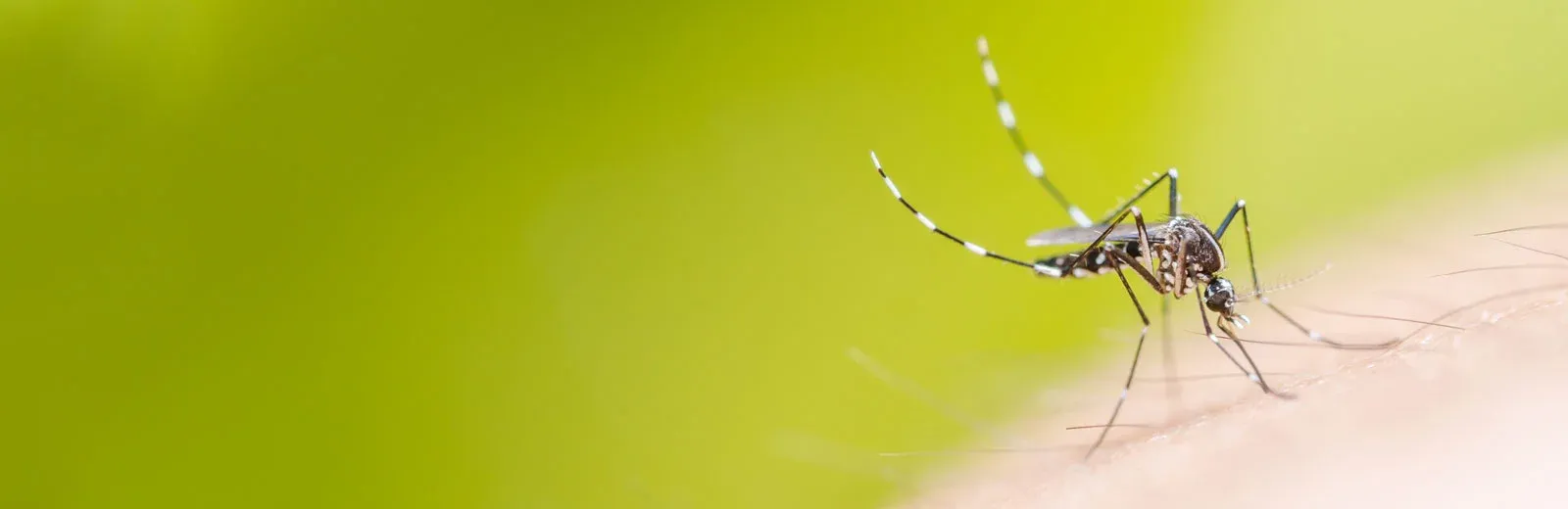 closeup image of a mosquito outside