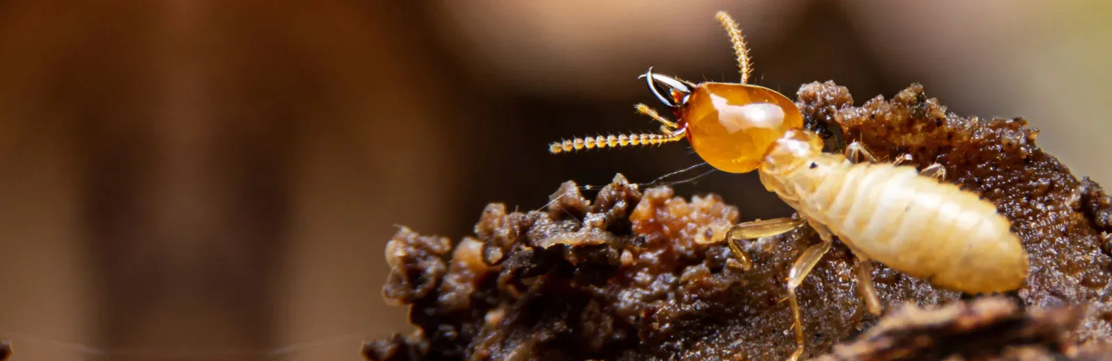 Closeup image of a termite