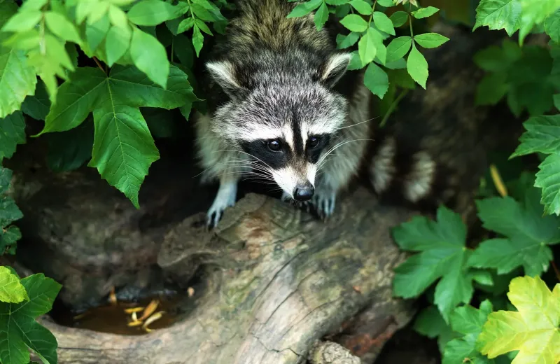raccoon on a log