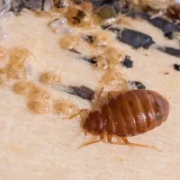 bed bug and larvae