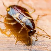 brown-banded-cockroach