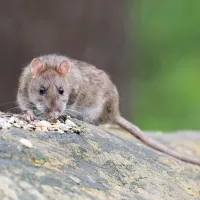 roof rat