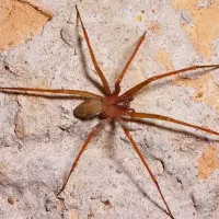 brown recluse spider beaumont tx