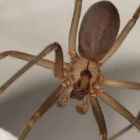 brown recluse spider