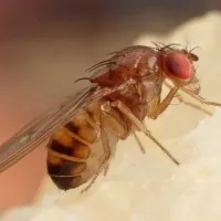 fruit fly on food beaumont tx