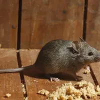 house-mouse-in-texas-home