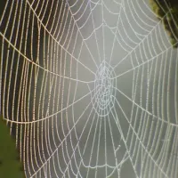 spider-web