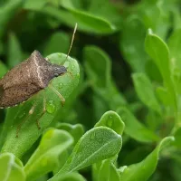 stink bug perched on a leaf