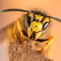 yellow-jacket-wasp-in-texas