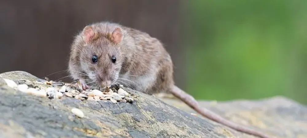 roof rat