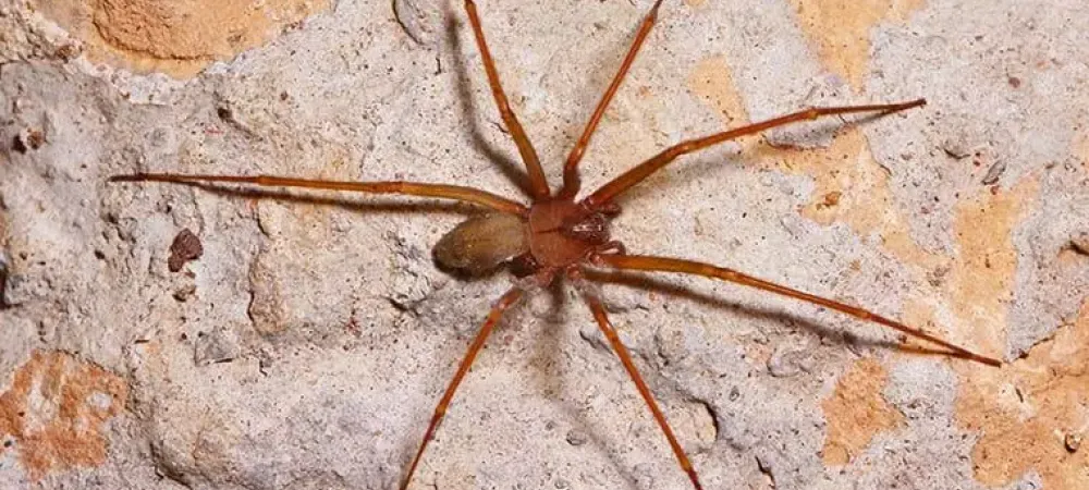 The Brown Recluse Spider The Most Misidentified Spider In Conroe