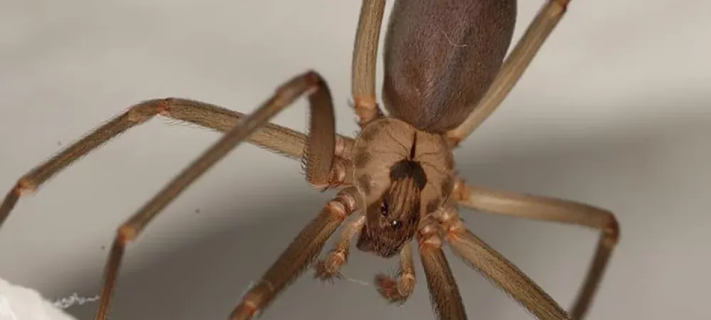 brown recluse spider