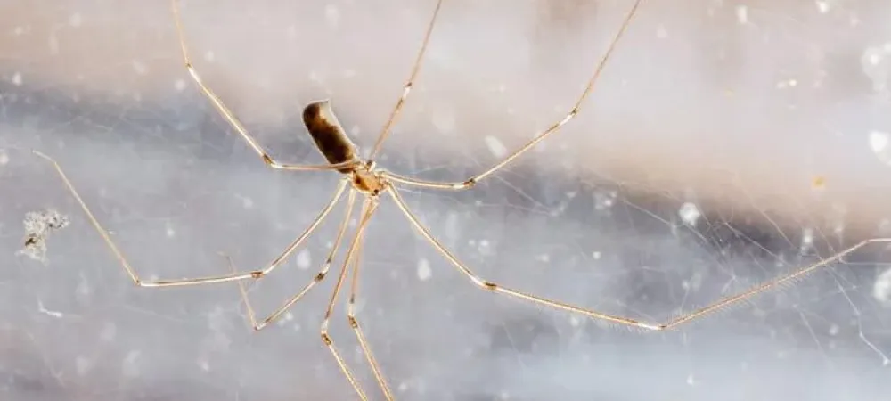 Long-bodied cellar daddy long-legs spider