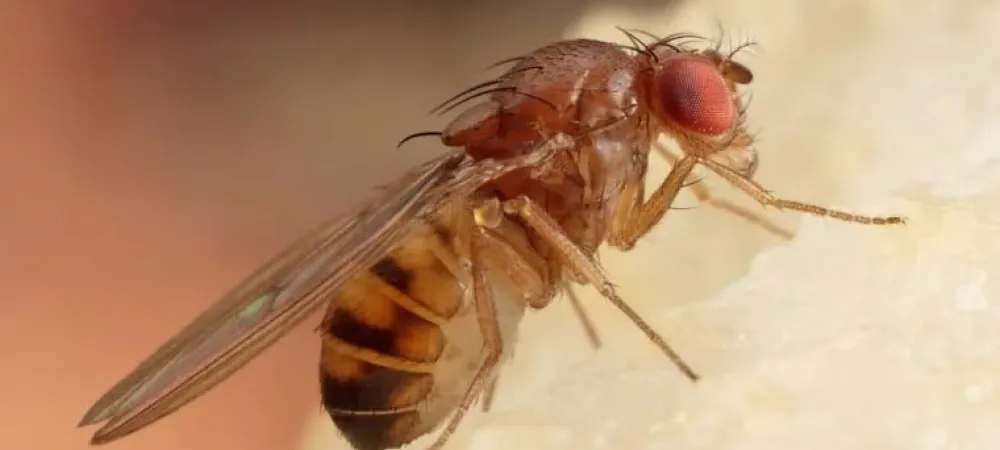 fruit fly on food beaumont tx