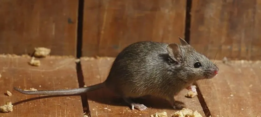 house-mouse-in-texas-home