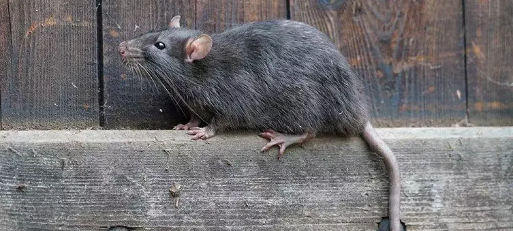 How to Get Rid of Mice and Rats