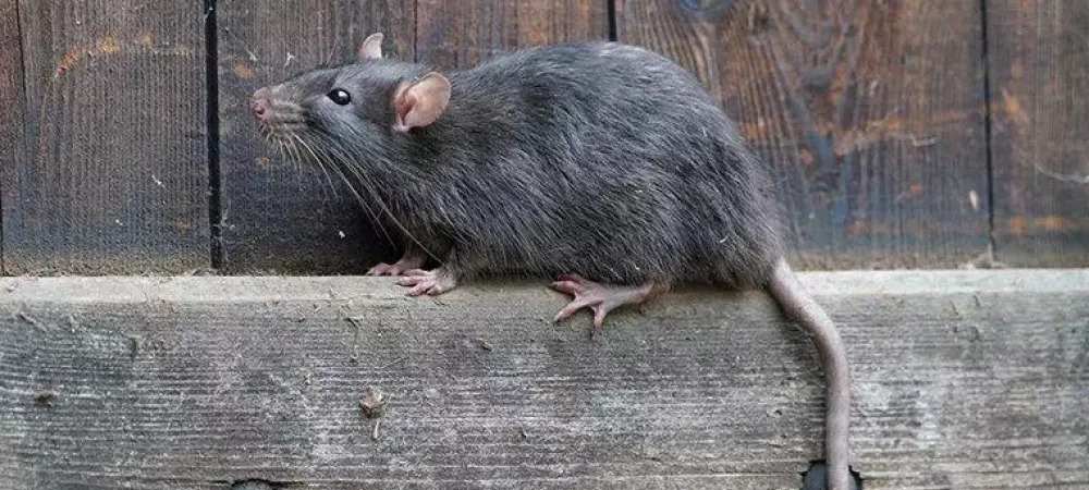 How To Get Rid of Rats  Do-It-Yourself Pest Control