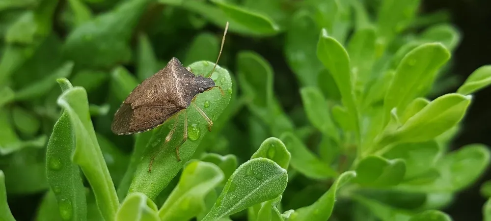 stink bug perched on a leaf