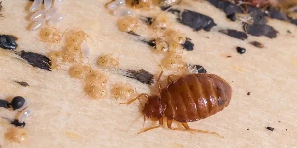bed bug and larvae