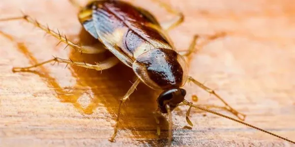 brown-banded-cockroach