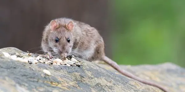 roof rat