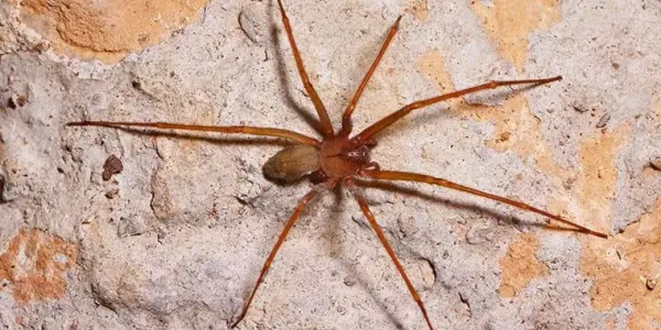 brown recluse spider beaumont tx