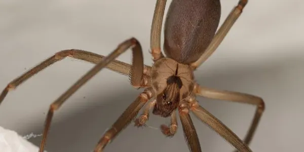 brown recluse spider