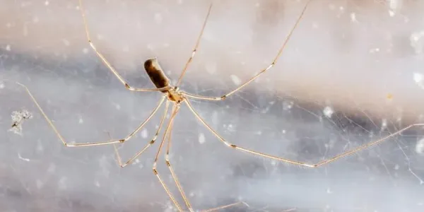 daddy long leg