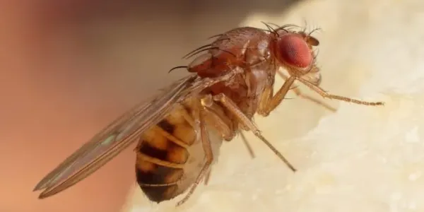 fruit fly on food beaumont tx