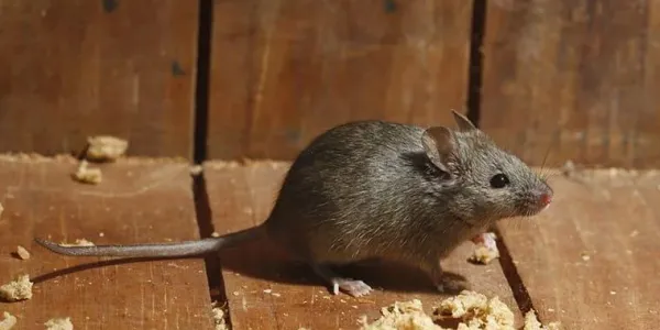 house-mouse-in-texas-home