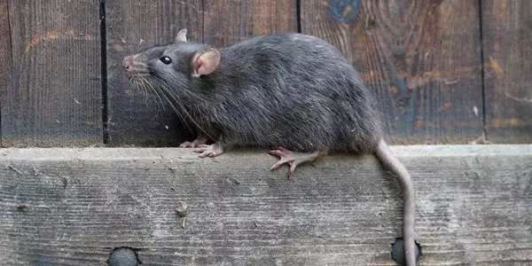 norway rat crawling