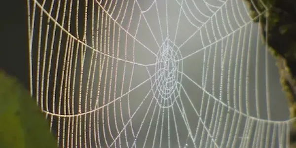 spider-web