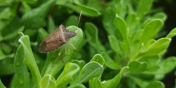 stink bug perched on a leaf