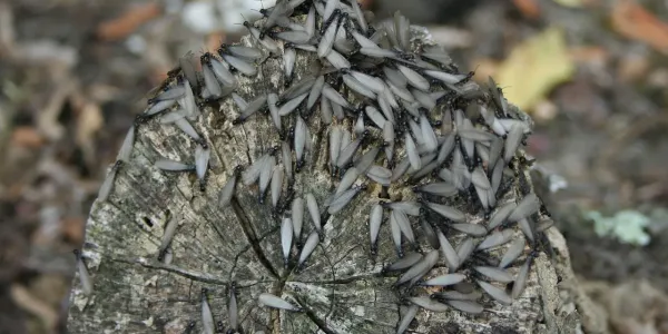 young termite alates swarm on a log