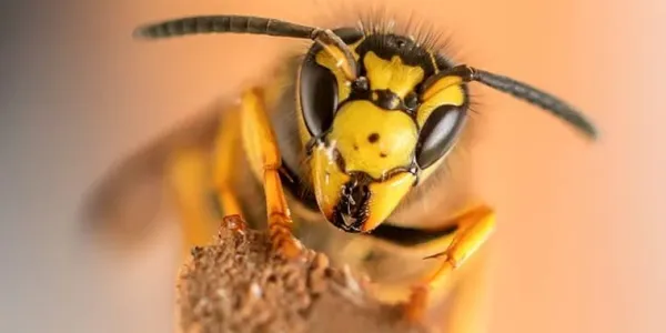 yellow-jacket-wasp-in-texas