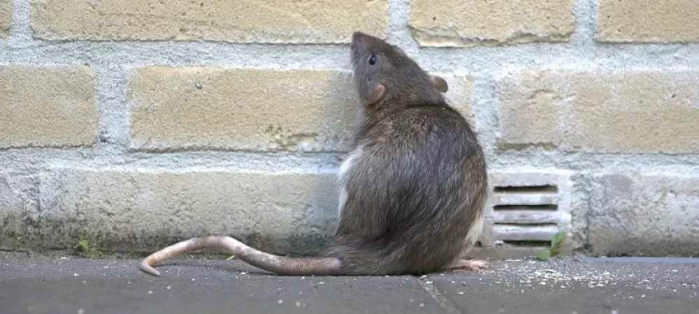 Service image featuring a rat